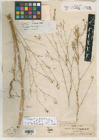 Epilobium brachycarpum image