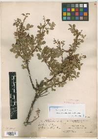 Rosa woodsii image