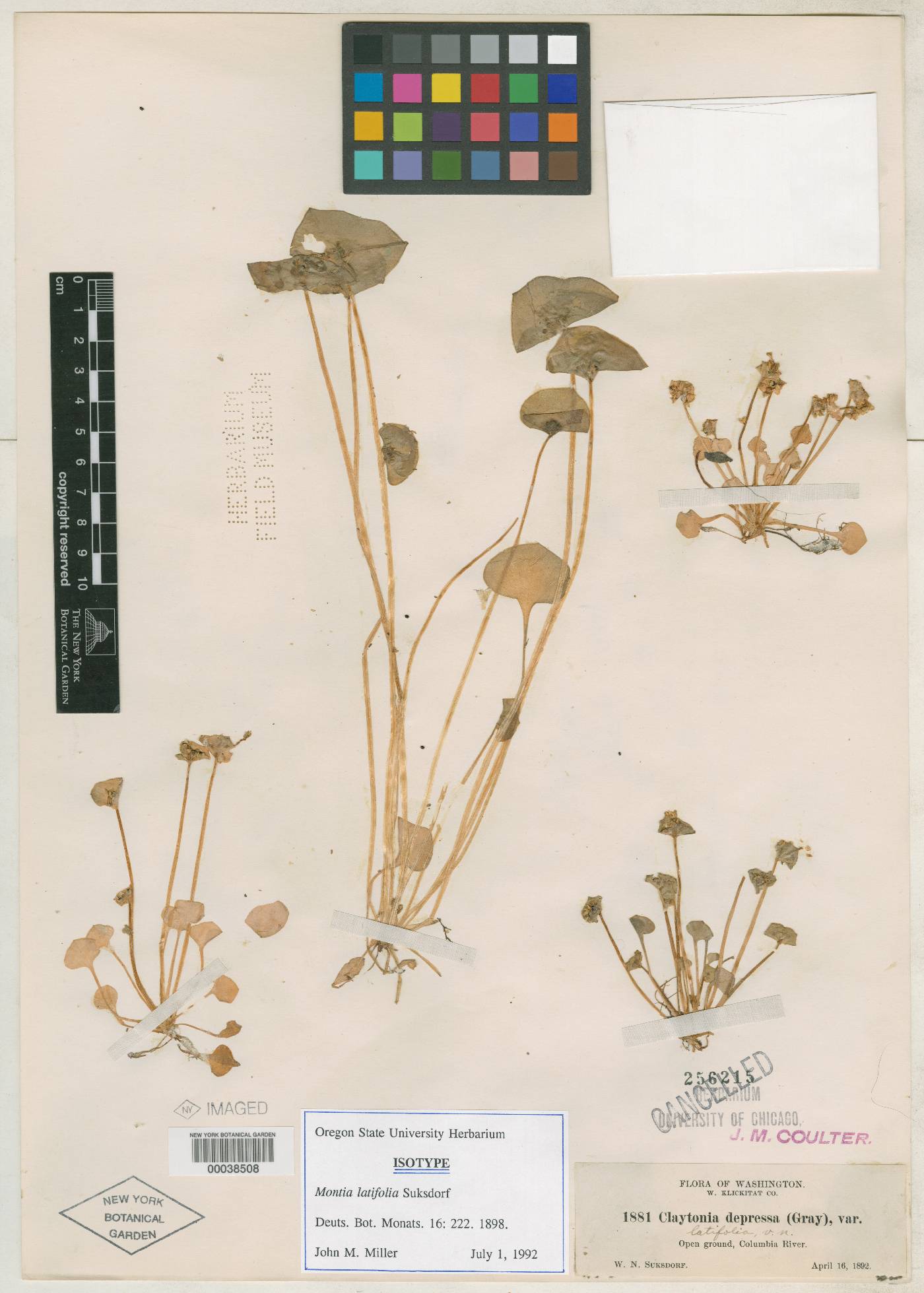 Claytonia latifolia image