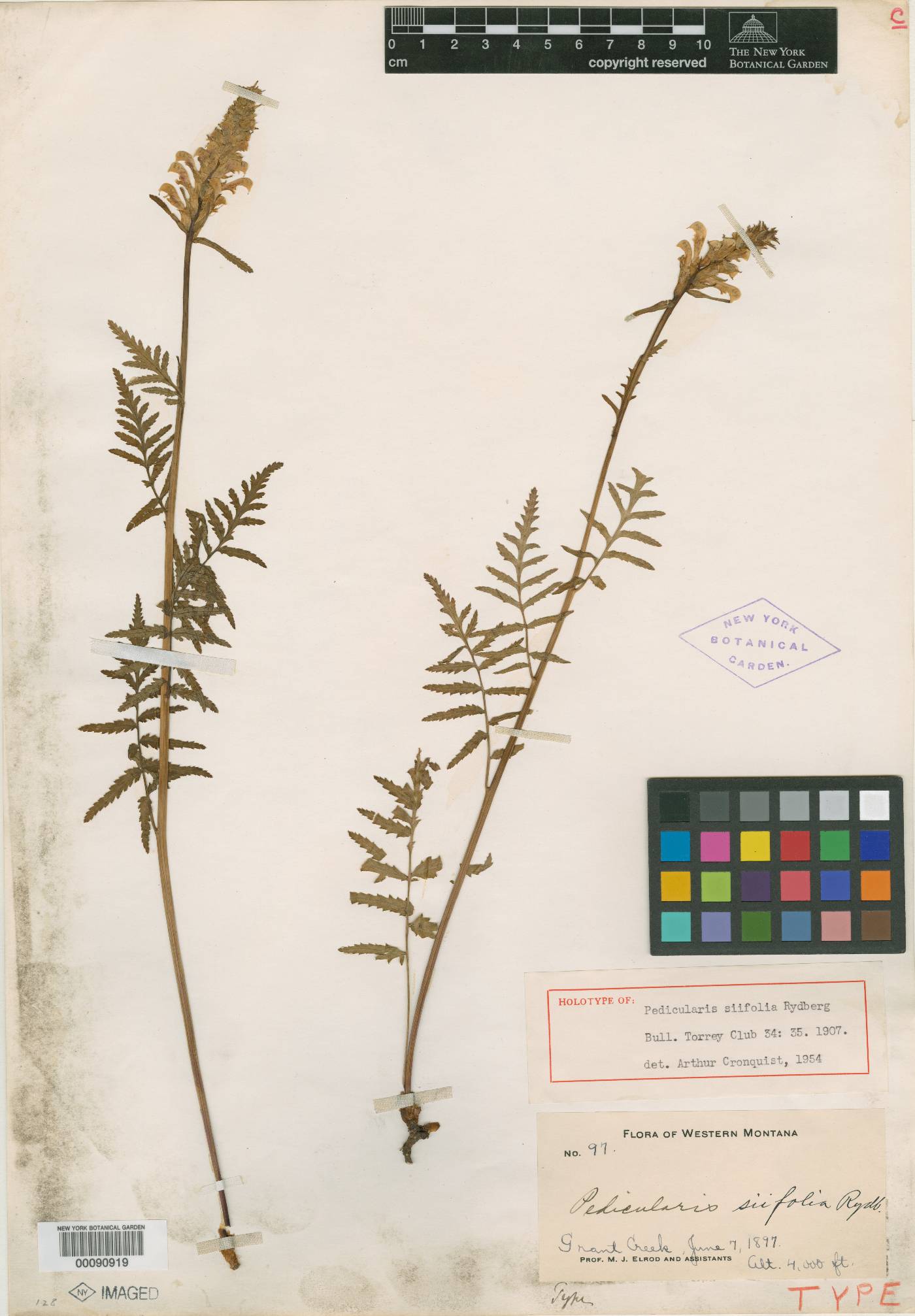 Pedicularis siifolia image