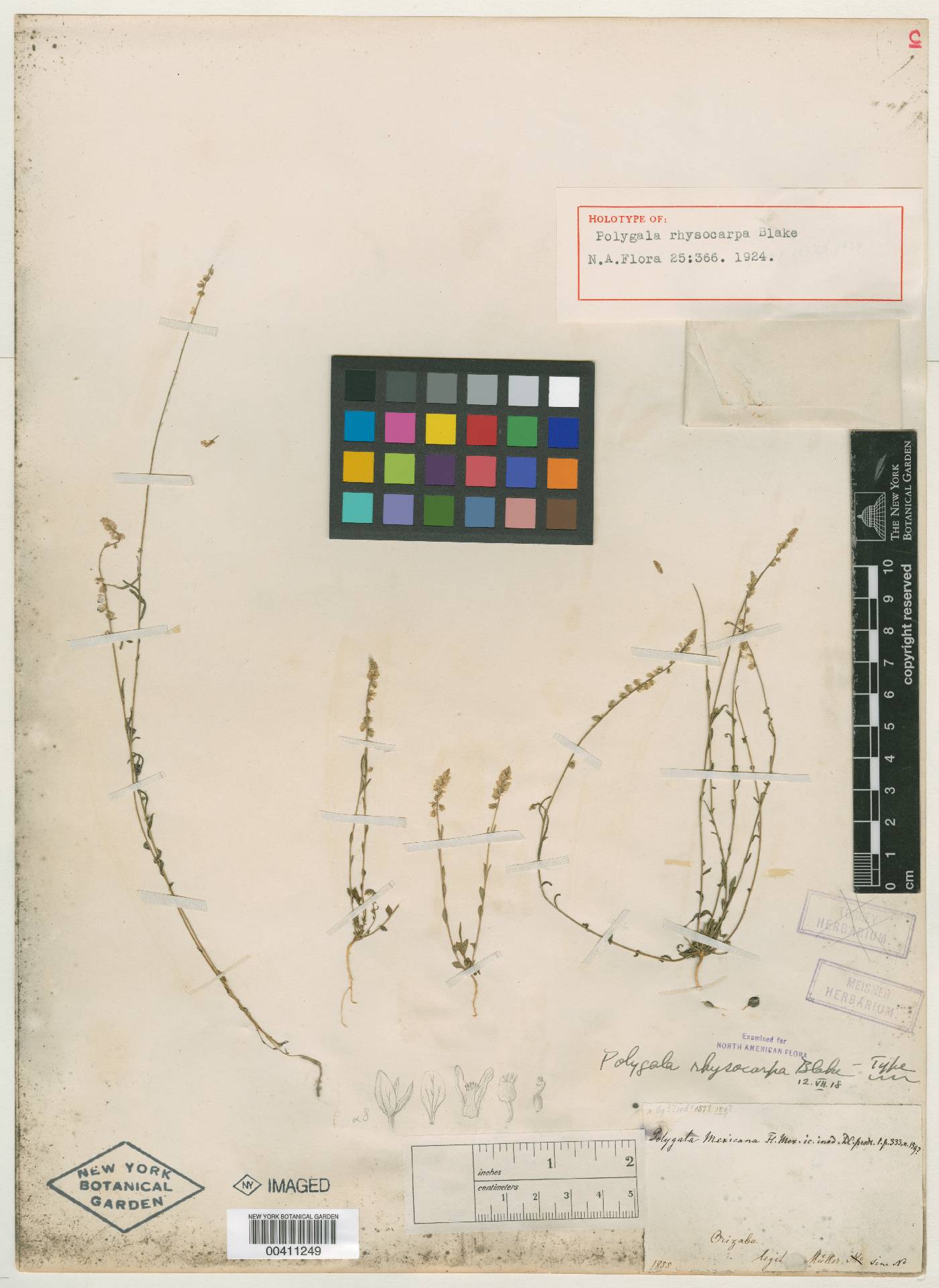 Polygala rhysocarpa image