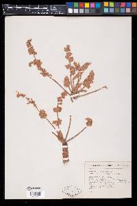 Bursera hintonii image