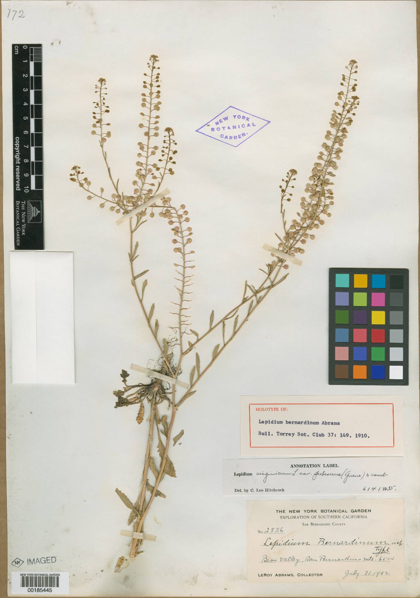 Lepidium bernardinum image