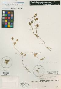 Peperomia hintonii image
