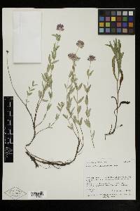 Monardella glauca image