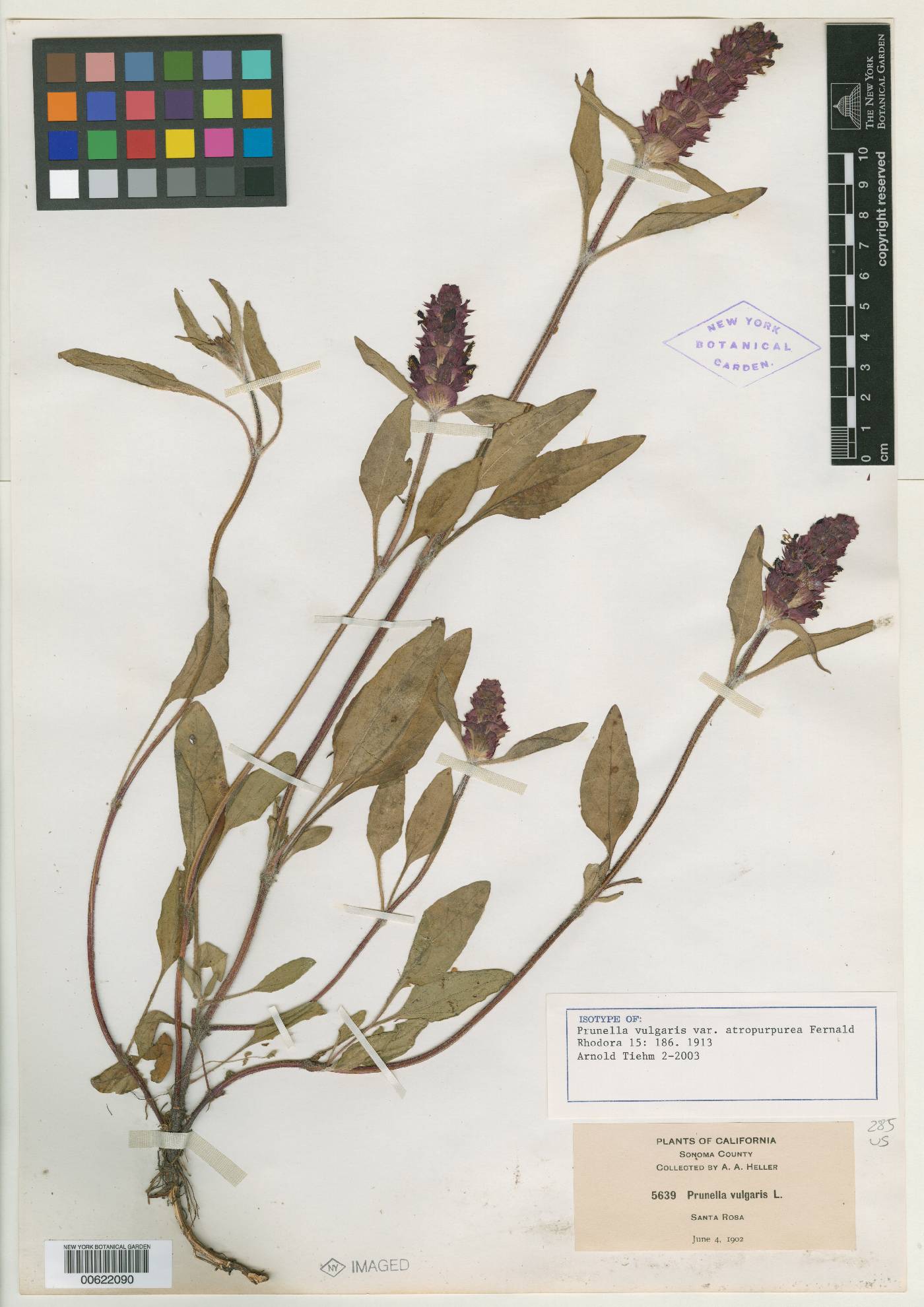 Prunella vulgaris var. atropurpurea image