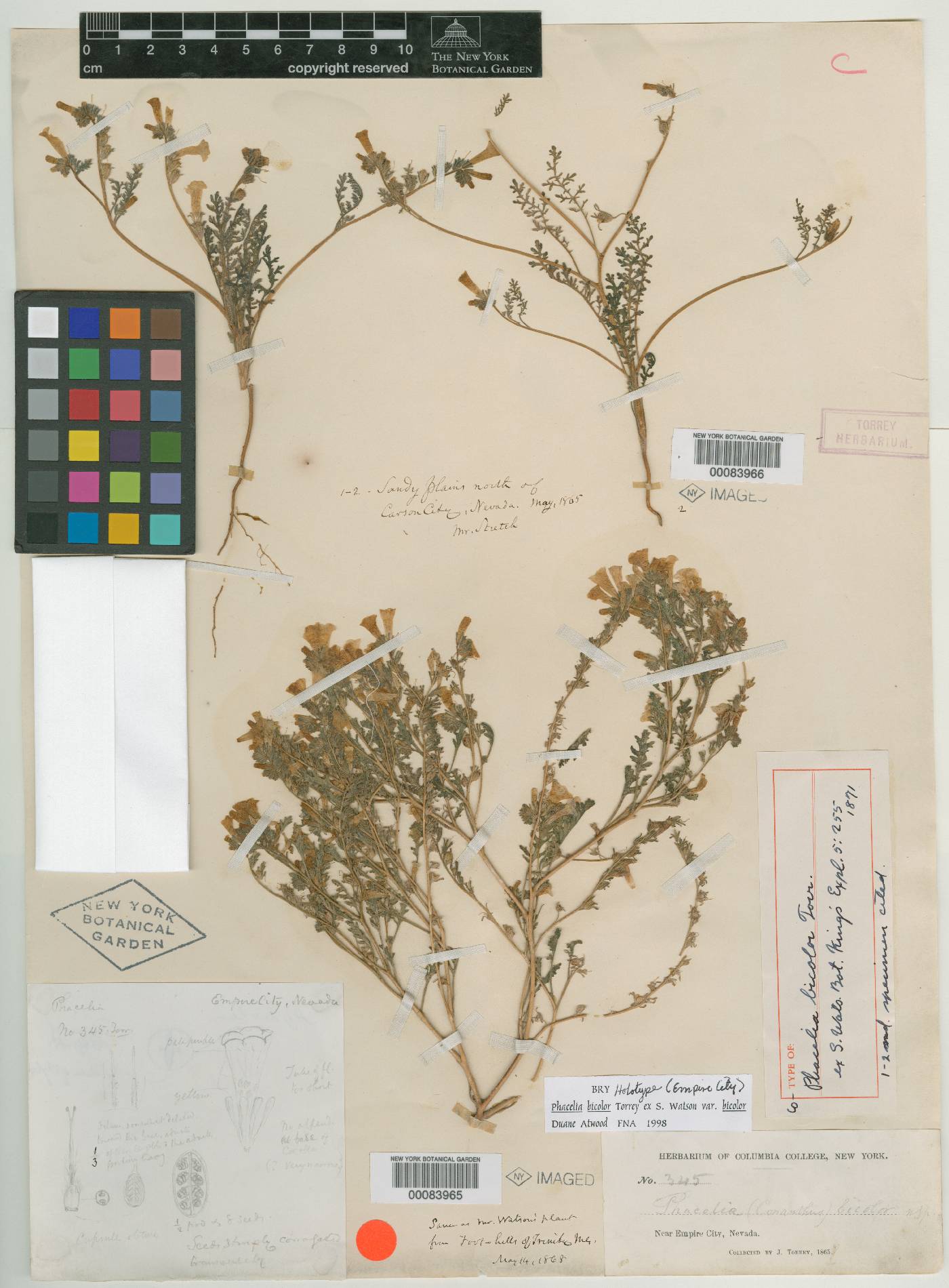 Phacelia bicolor image