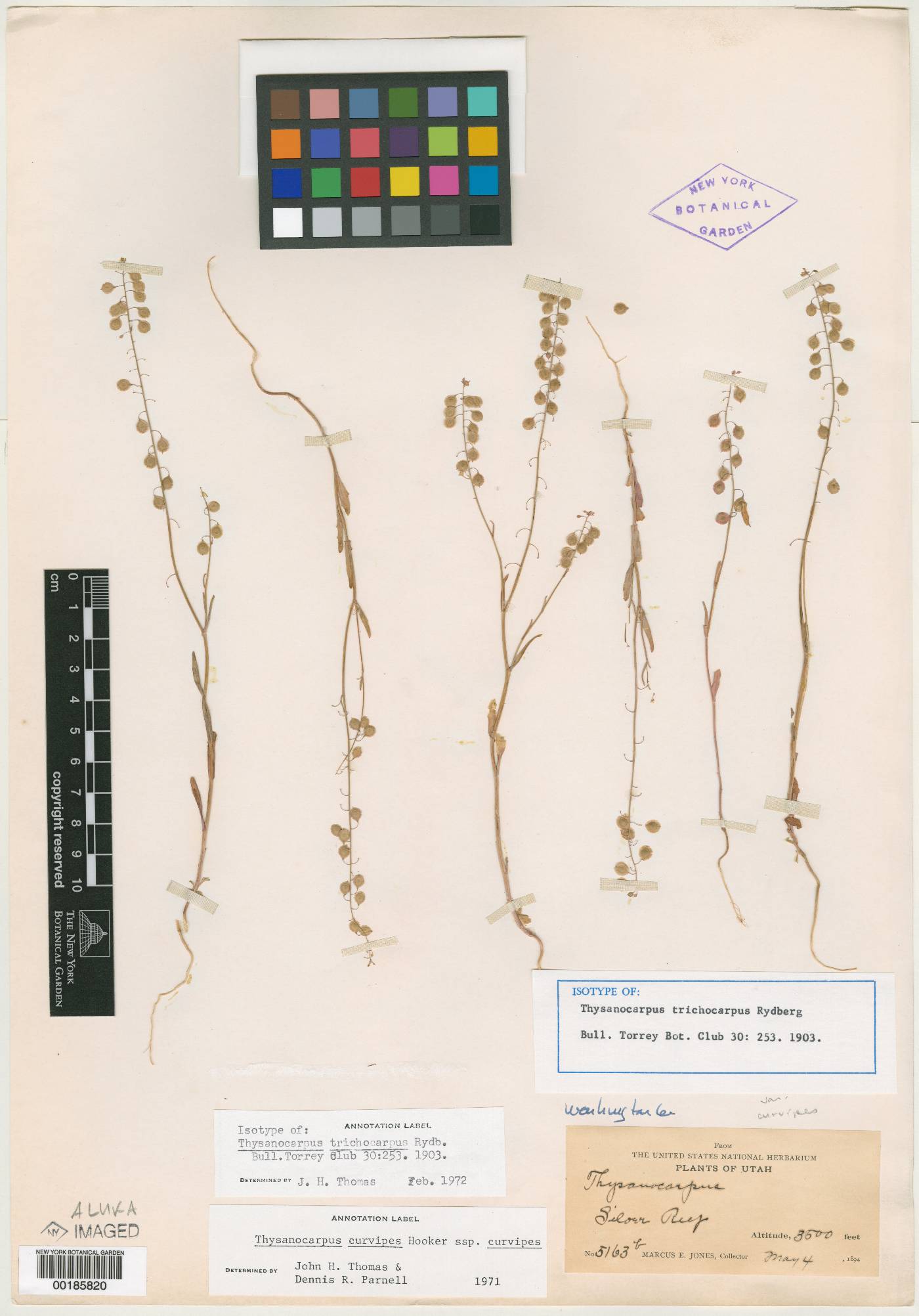 Thysanocarpus trichocarpus image