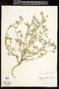 Ambrosia acanthicarpa image