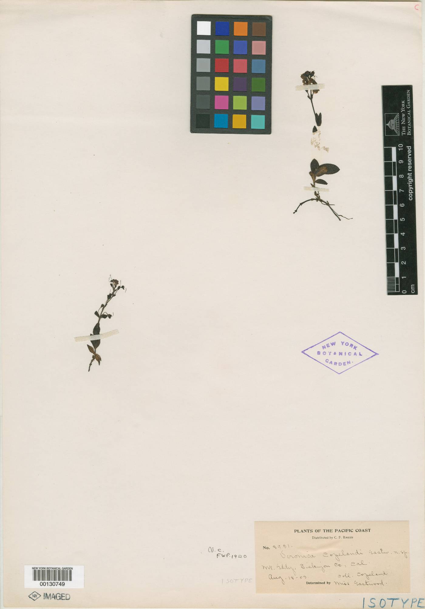Veronica copelandii image