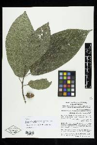 Quararibea lopezperaltae image