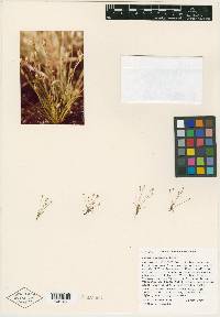 Juncus luciensis image