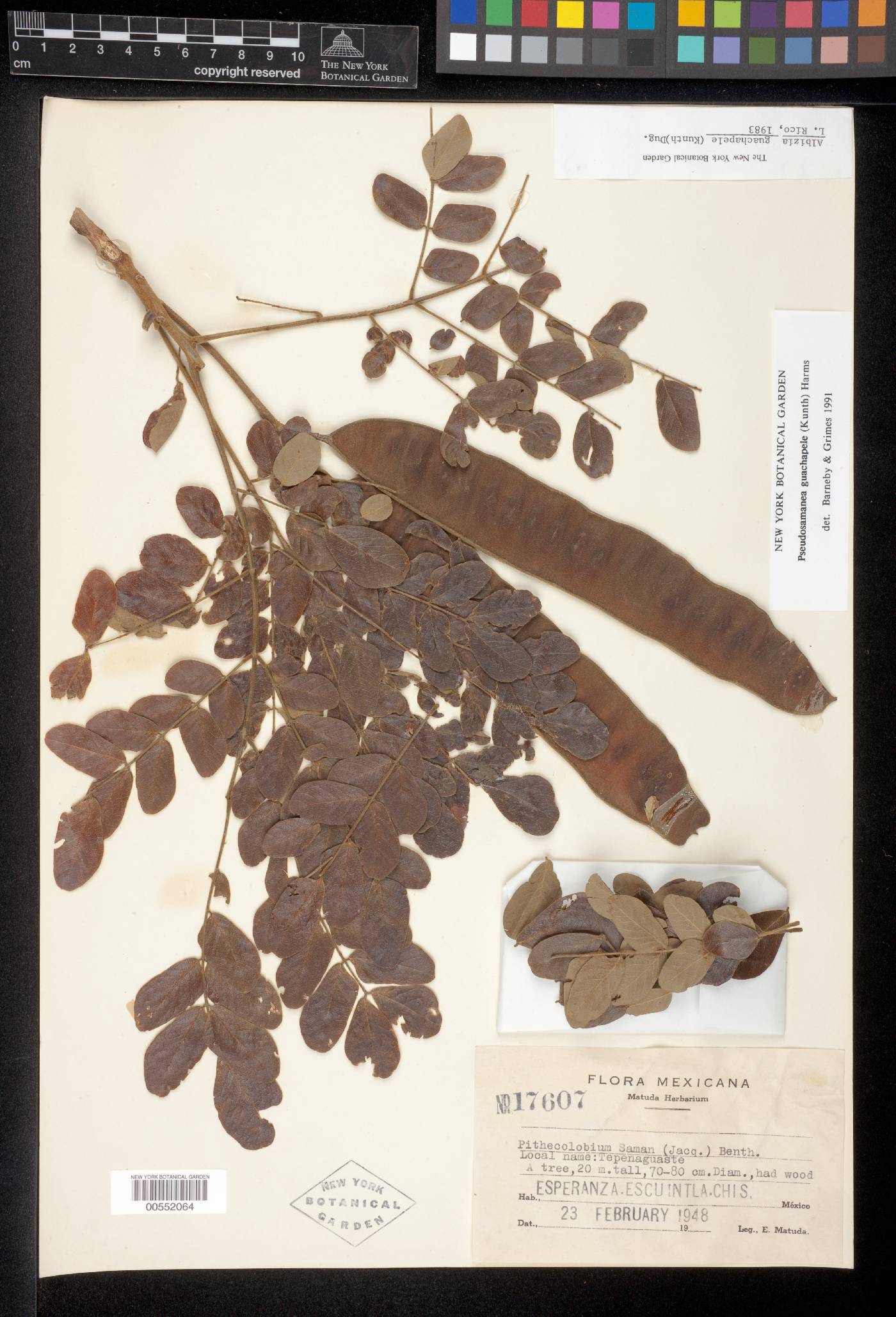 Albizia guachapele image