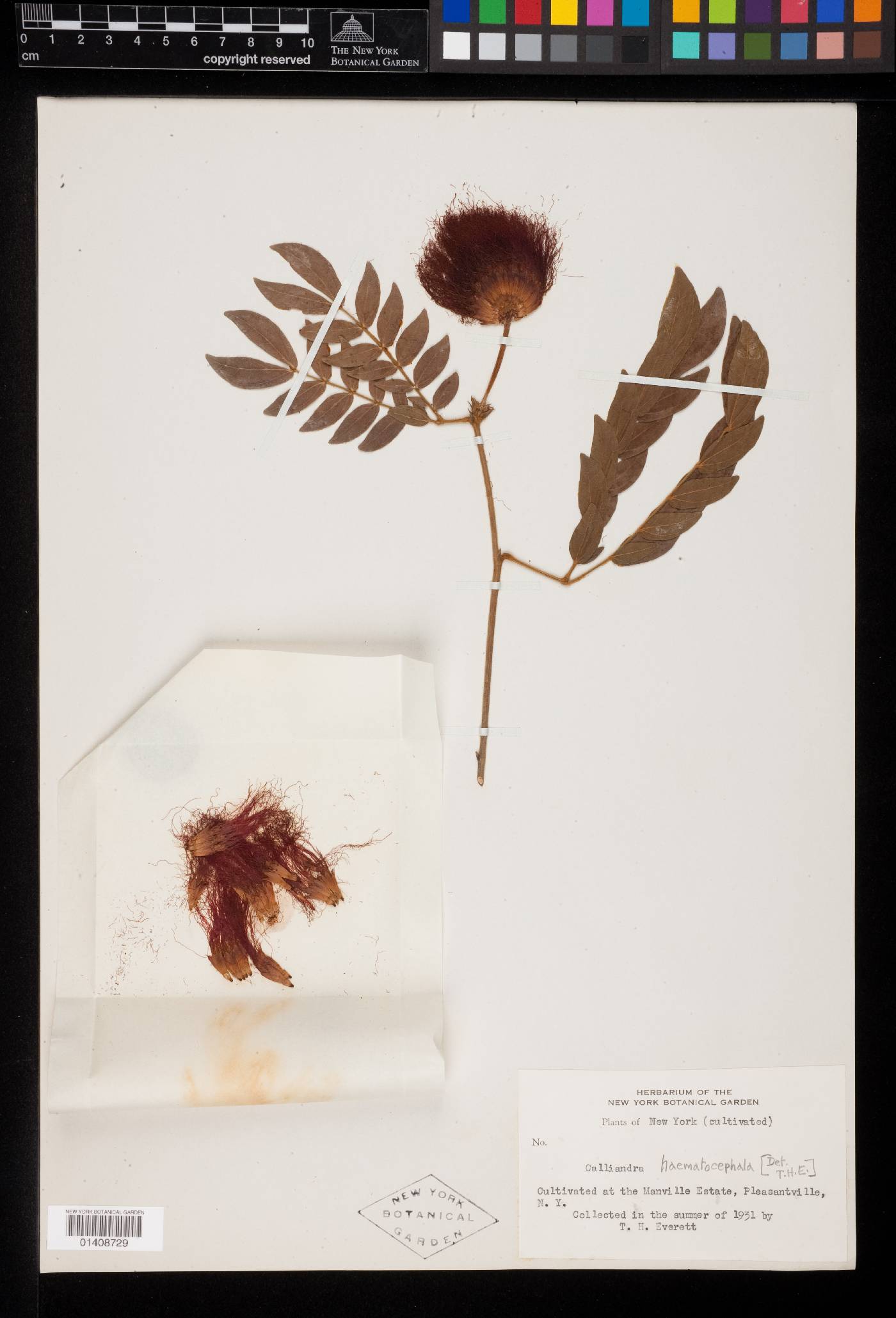 Calliandra haematocephala var. haematocephala image