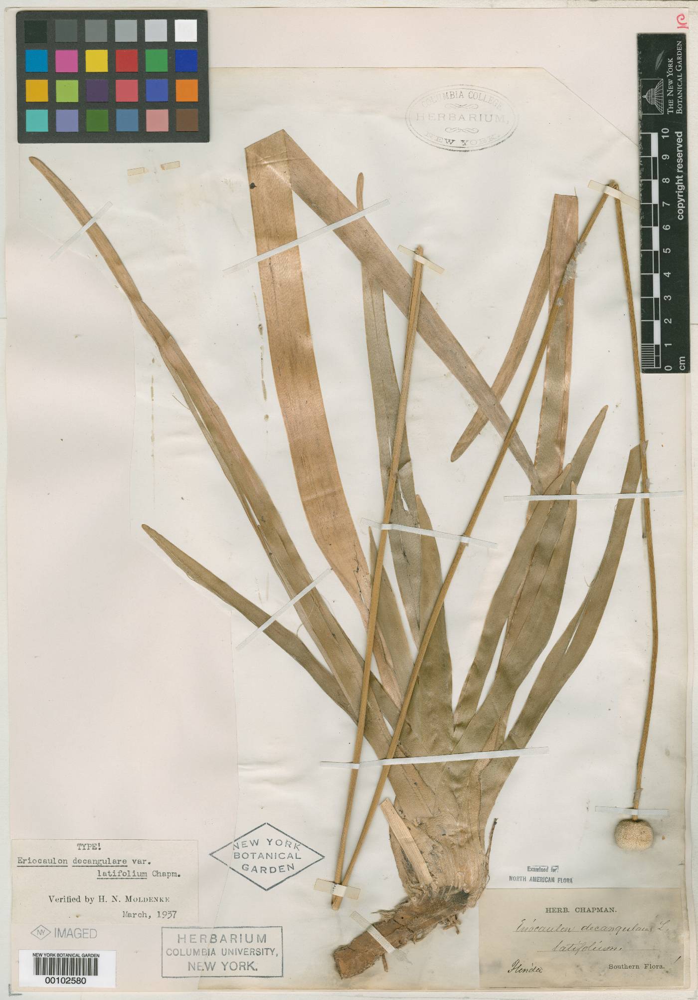 Eriocaulon decangulare var. latifolium image