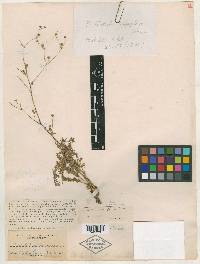 Image of Potentilla laxiflora