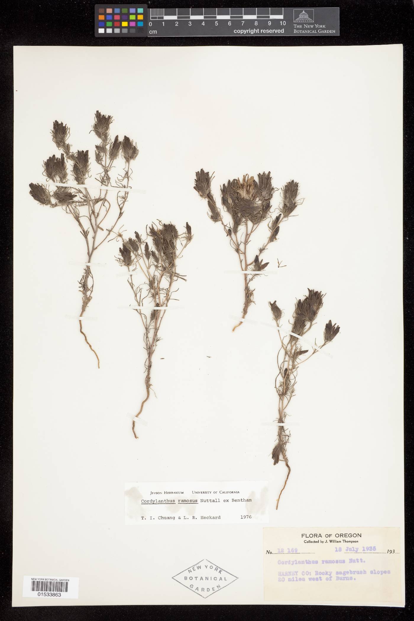 Cordylanthus ramosus image