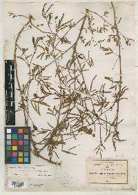 Neptunia pubescens var. microcarpa image