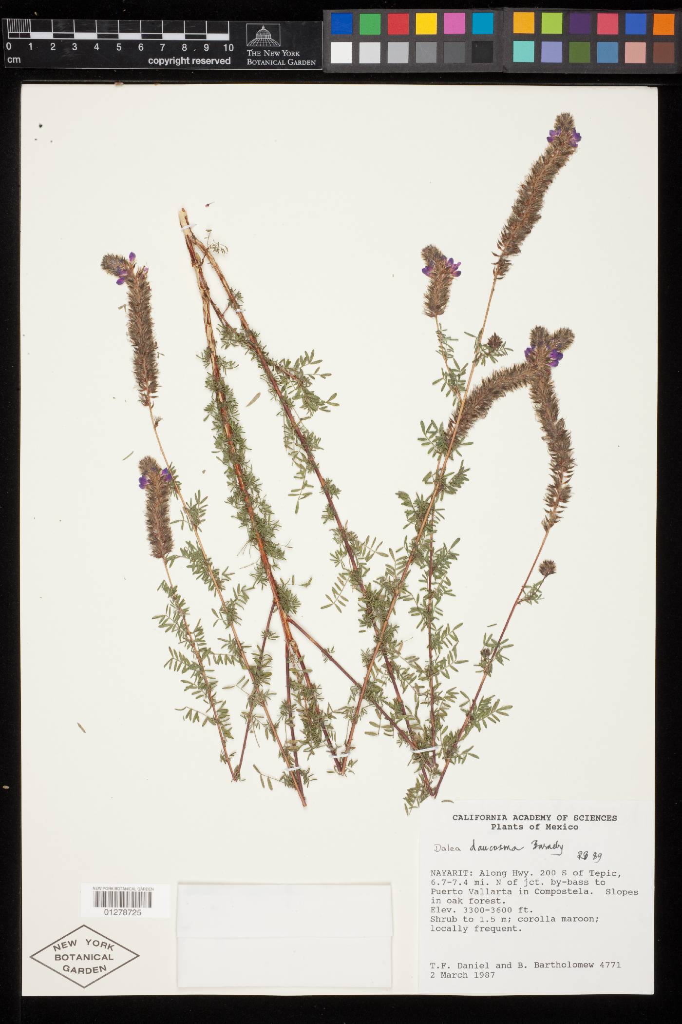 Dalea daucosma image
