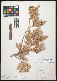 Thuja occidentalis image