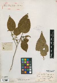 Clidemia submontana image