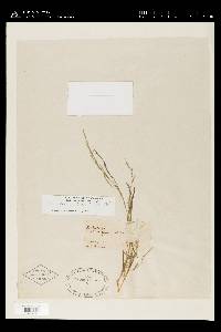Muhlenbergia × curtisetosa image