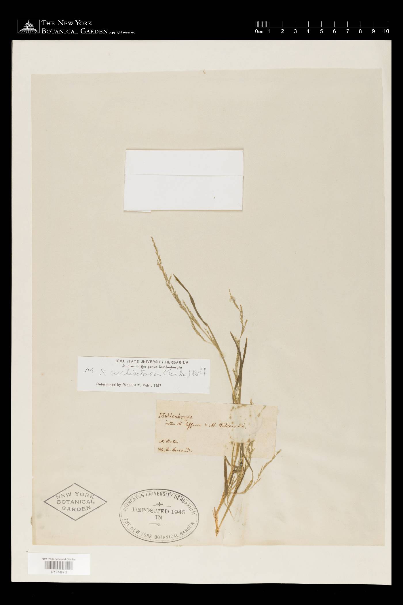 Muhlenbergia × curtisetosa image