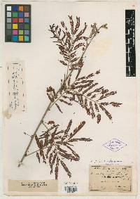 Acacia suffrutescens image