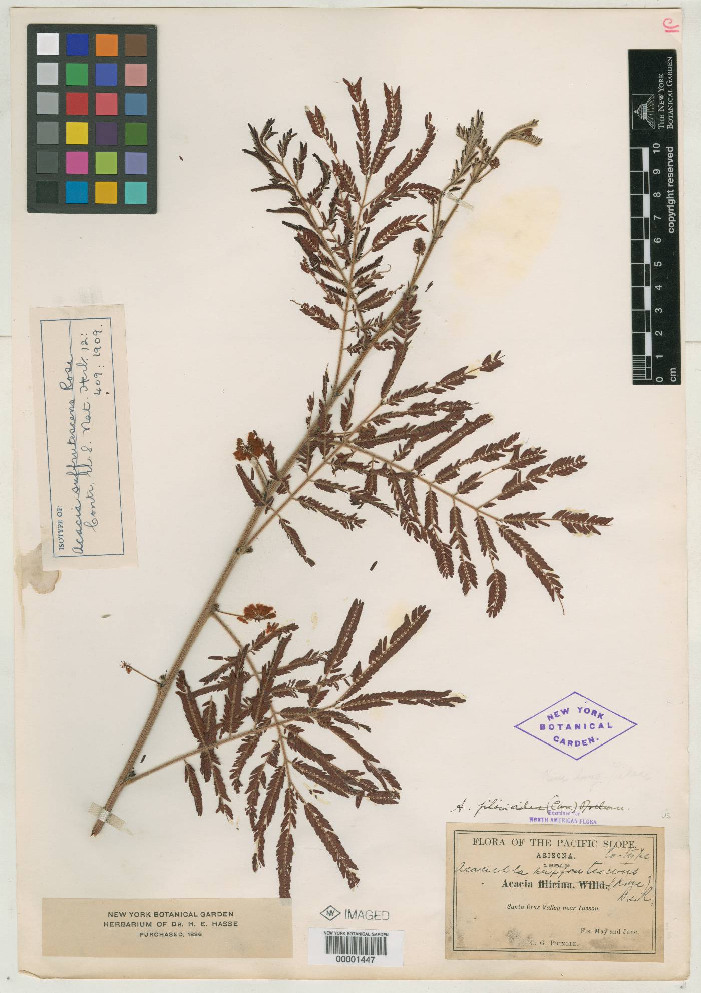 Acacia suffrutescens image