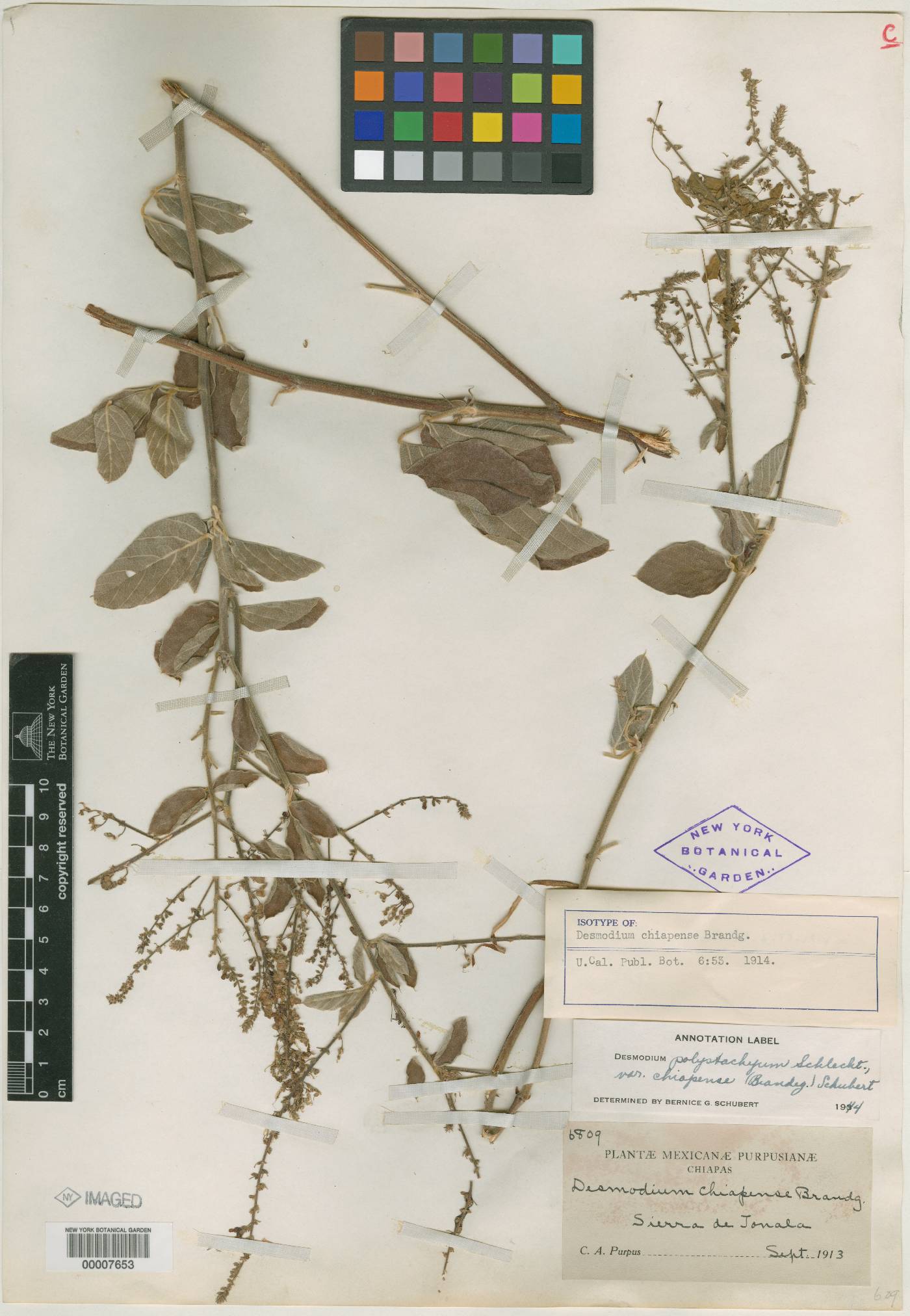 Desmodium chiapense image