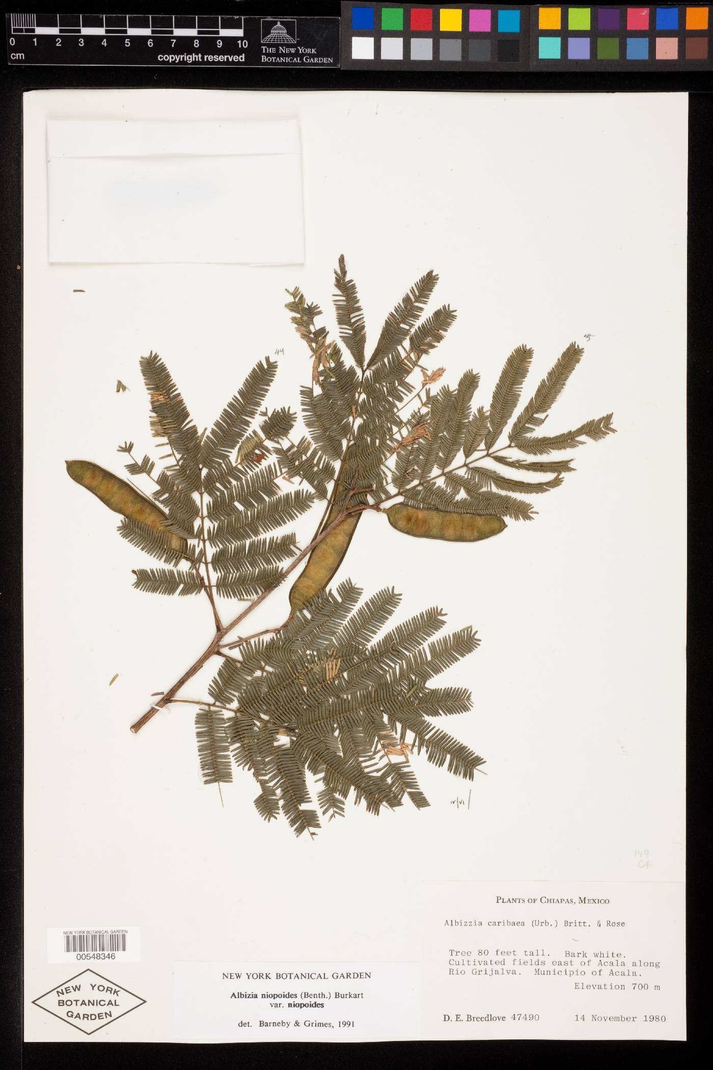 Albizia niopoides var. niopoides image