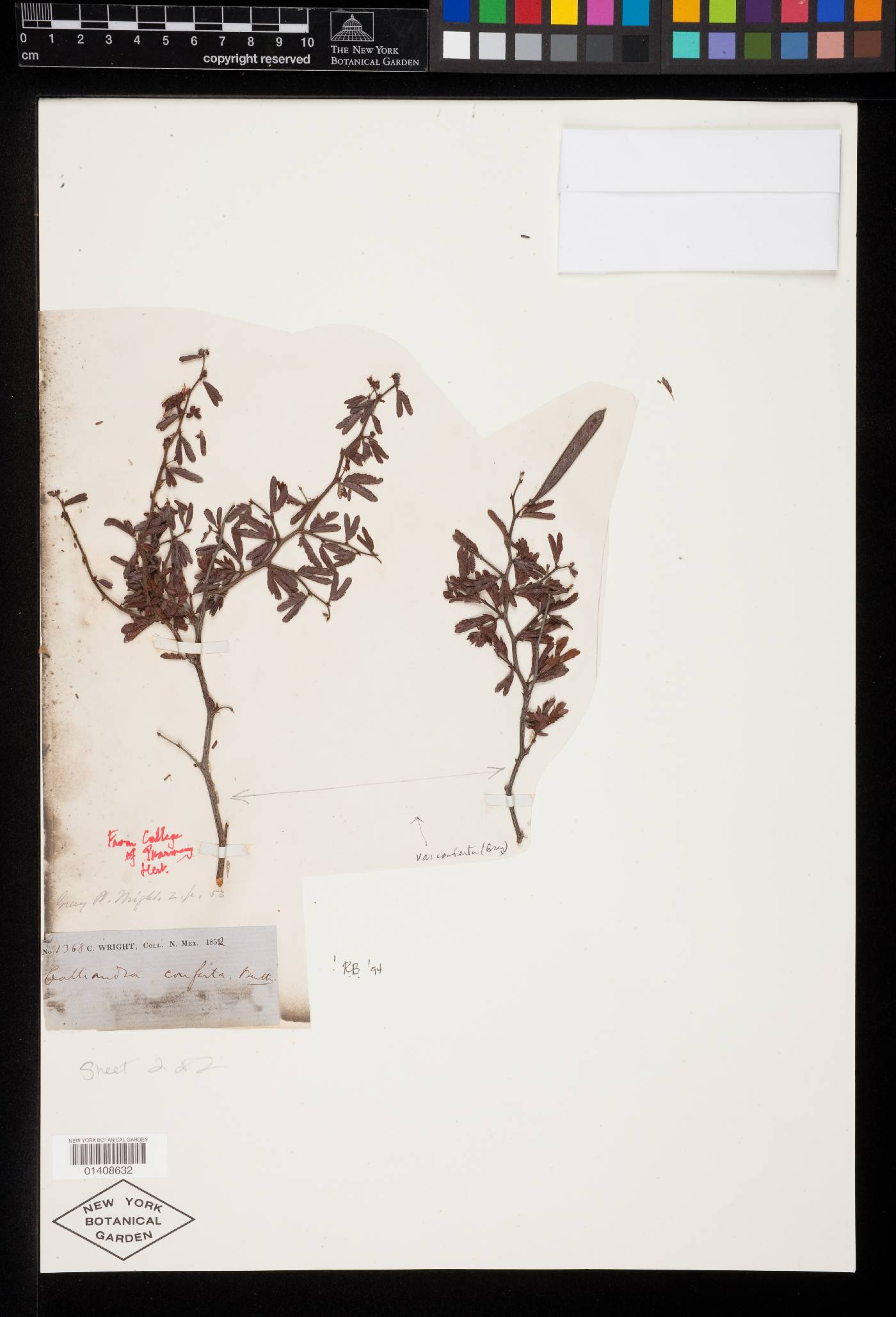 Calliandra conferta image