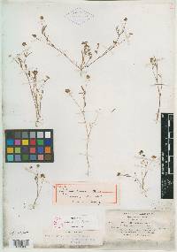 Image of Trifolium anodon