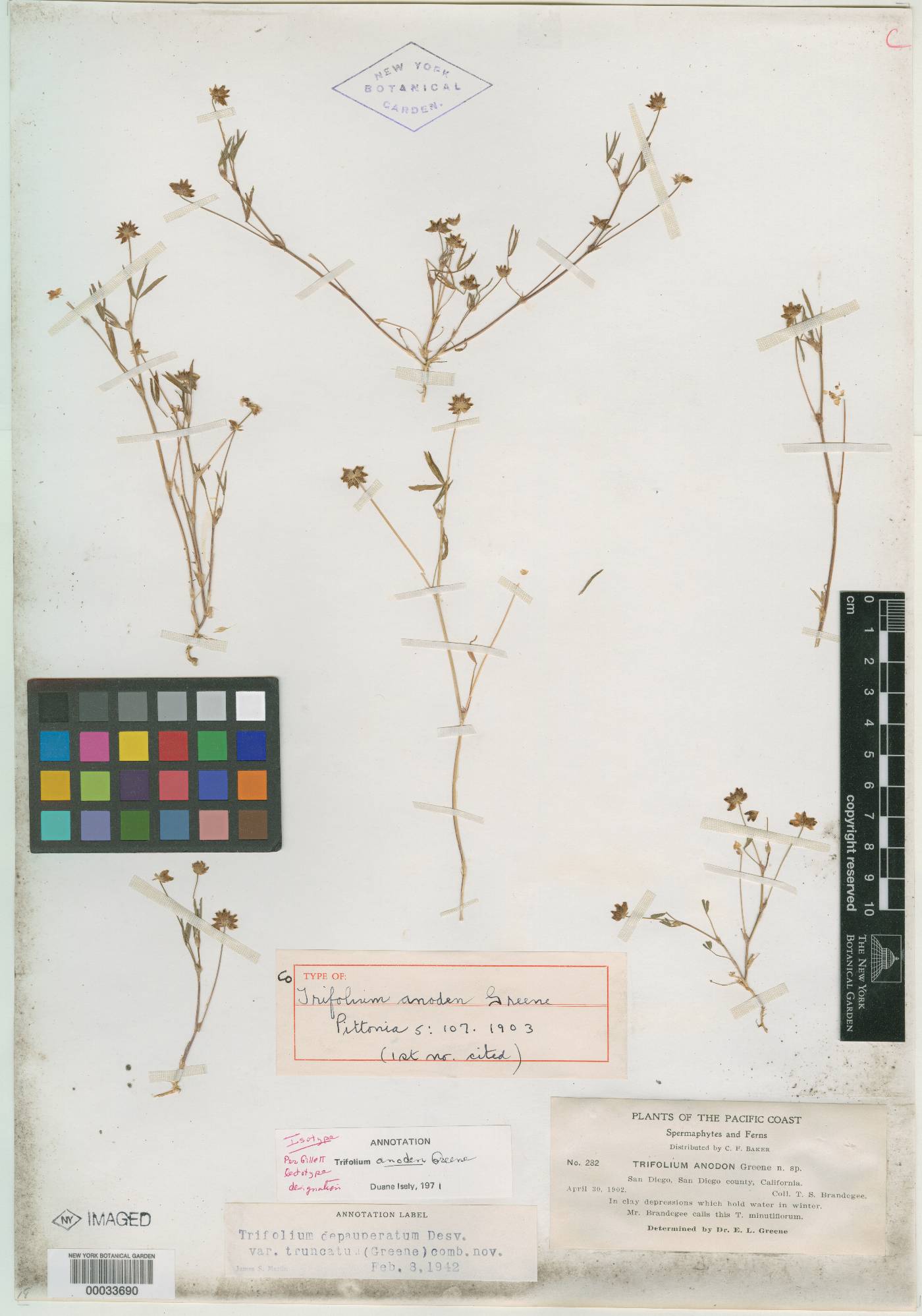 Trifolium anodon image