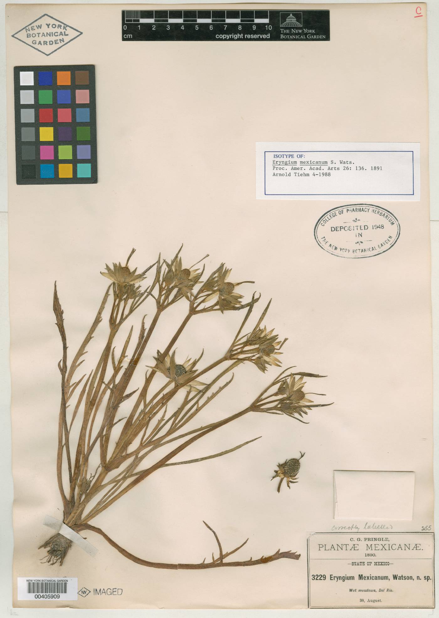 Eryngium mexicanum image