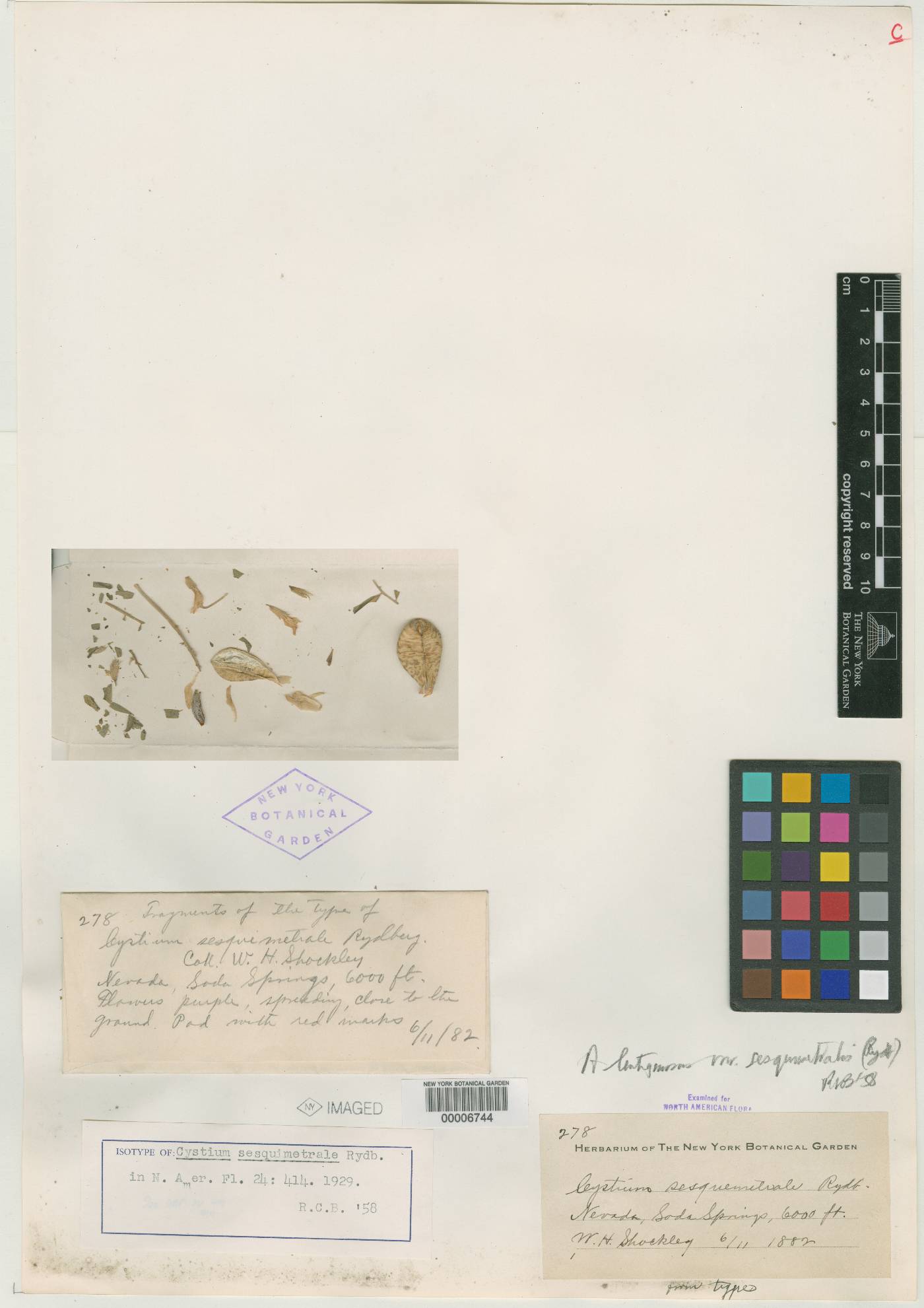 Cystium image