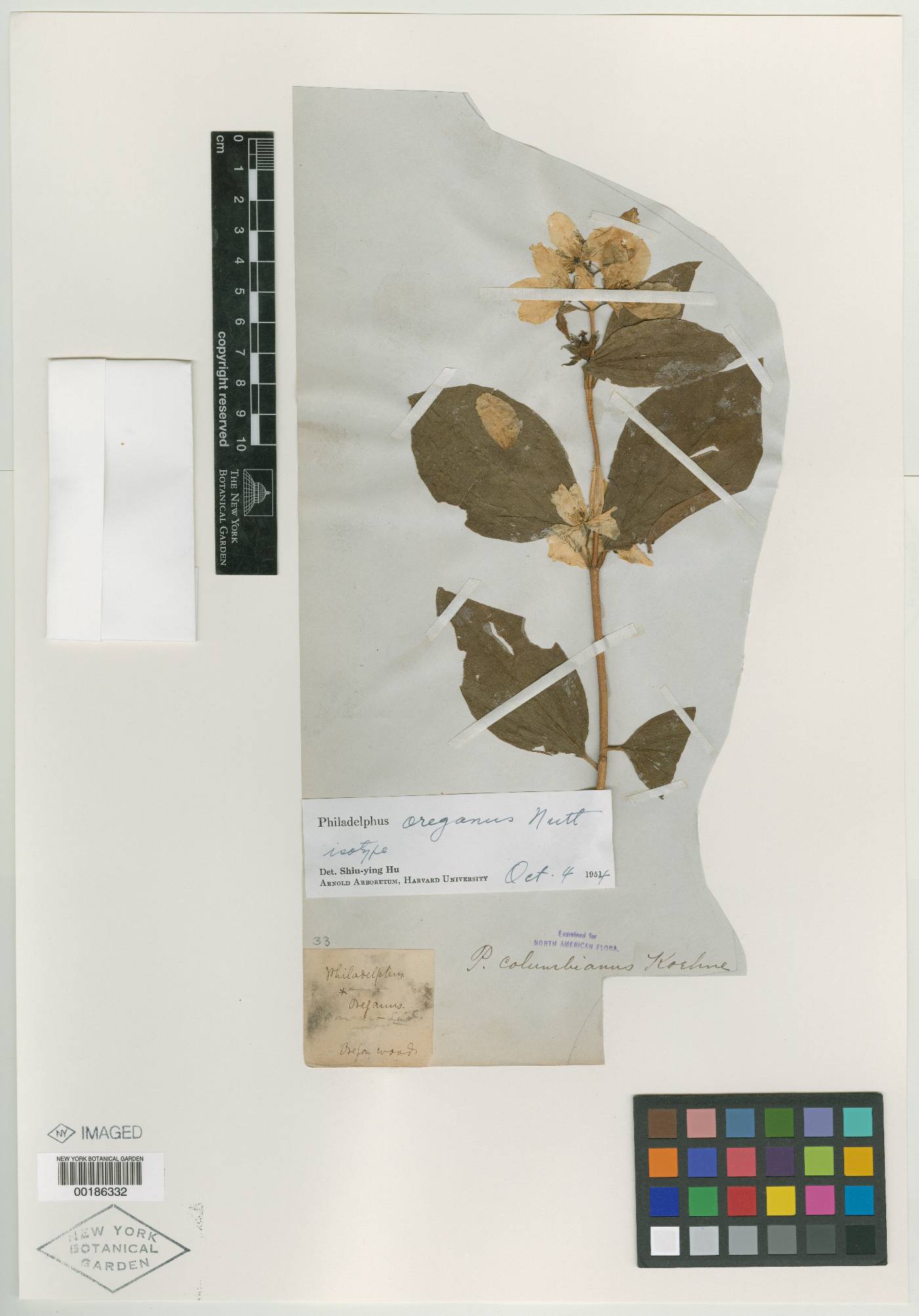 Philadelphus oreganus image