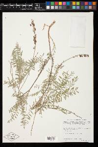 Astragalus goldmanii image