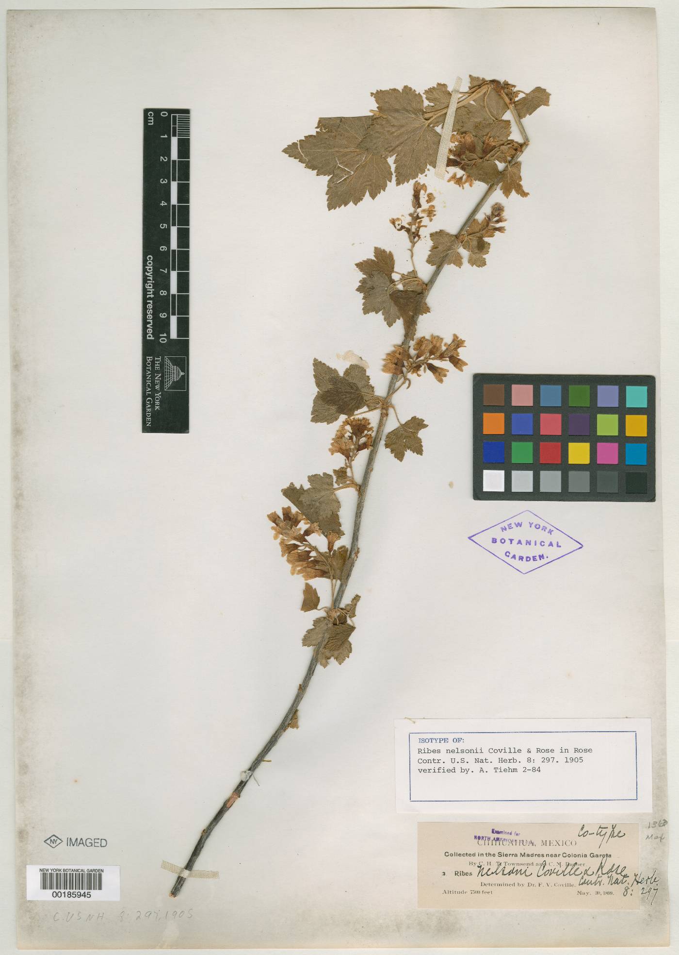 Ribes nelsonii image