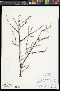 Bursera arida image