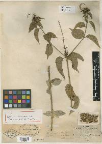 Croton calvescens image
