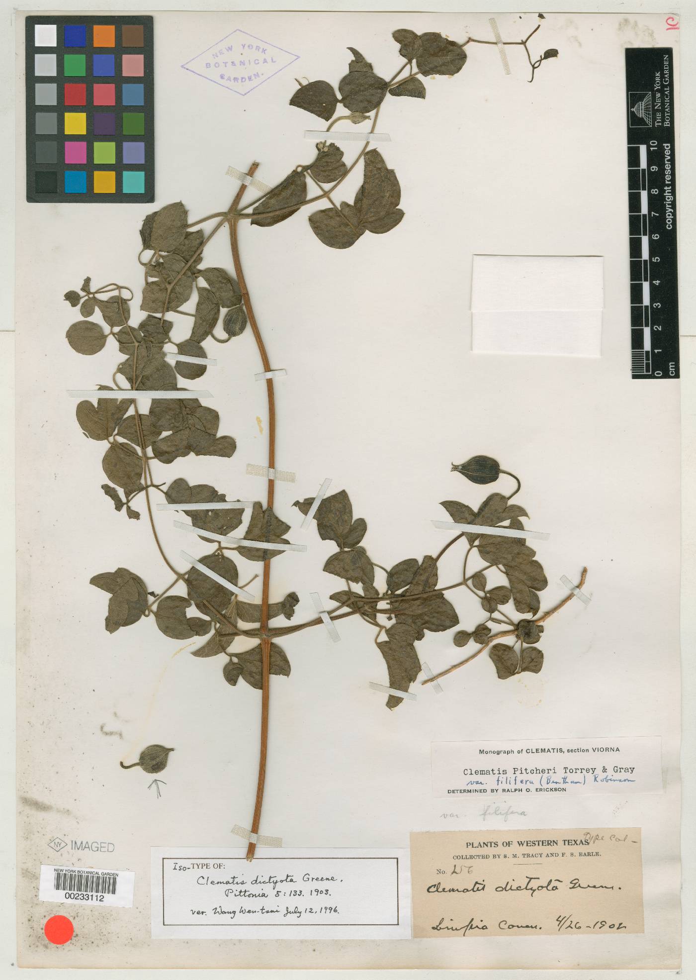 Clematis dictyota image