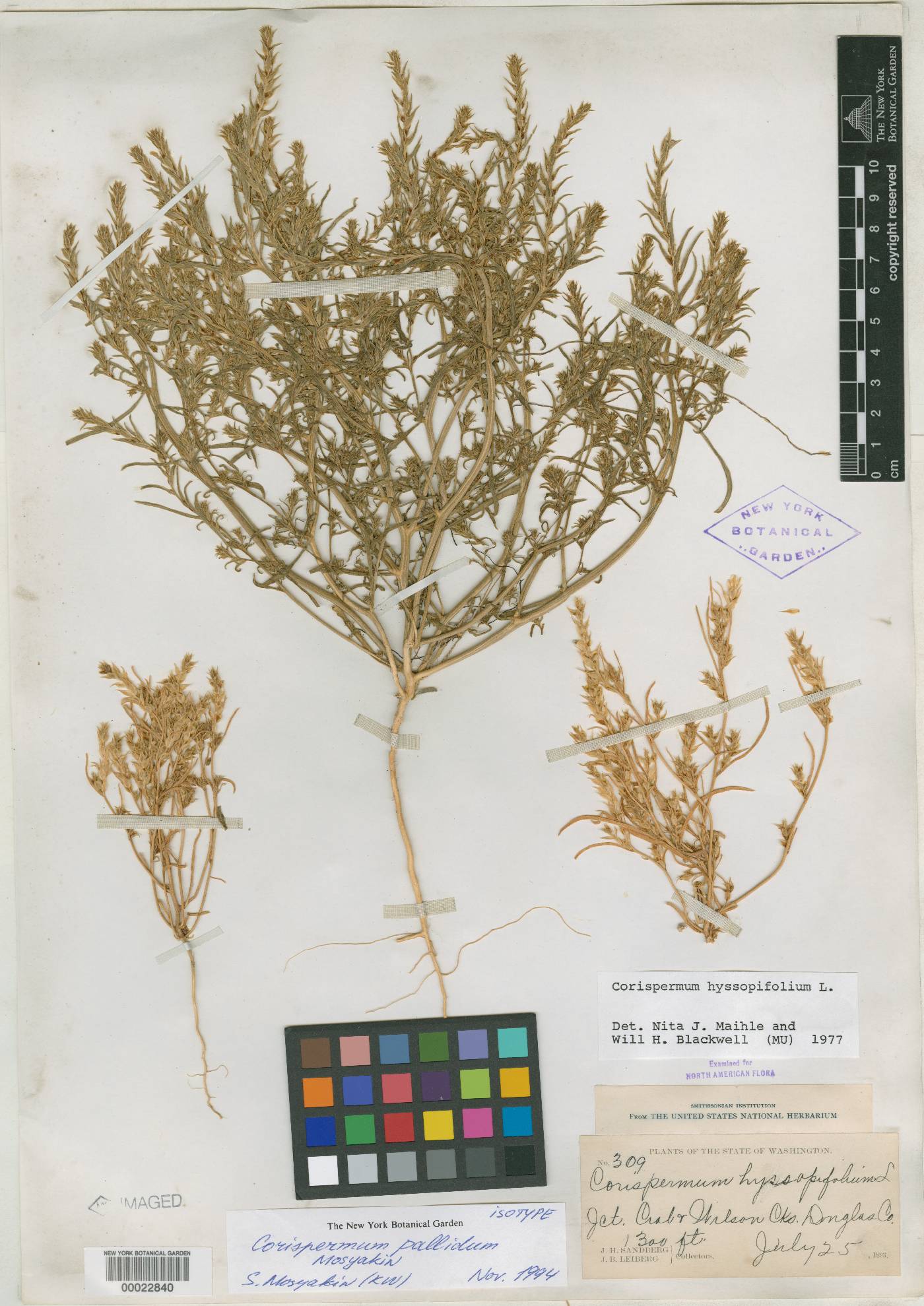 Corispermum pallidum image