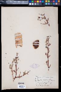 Bursera microphylla image