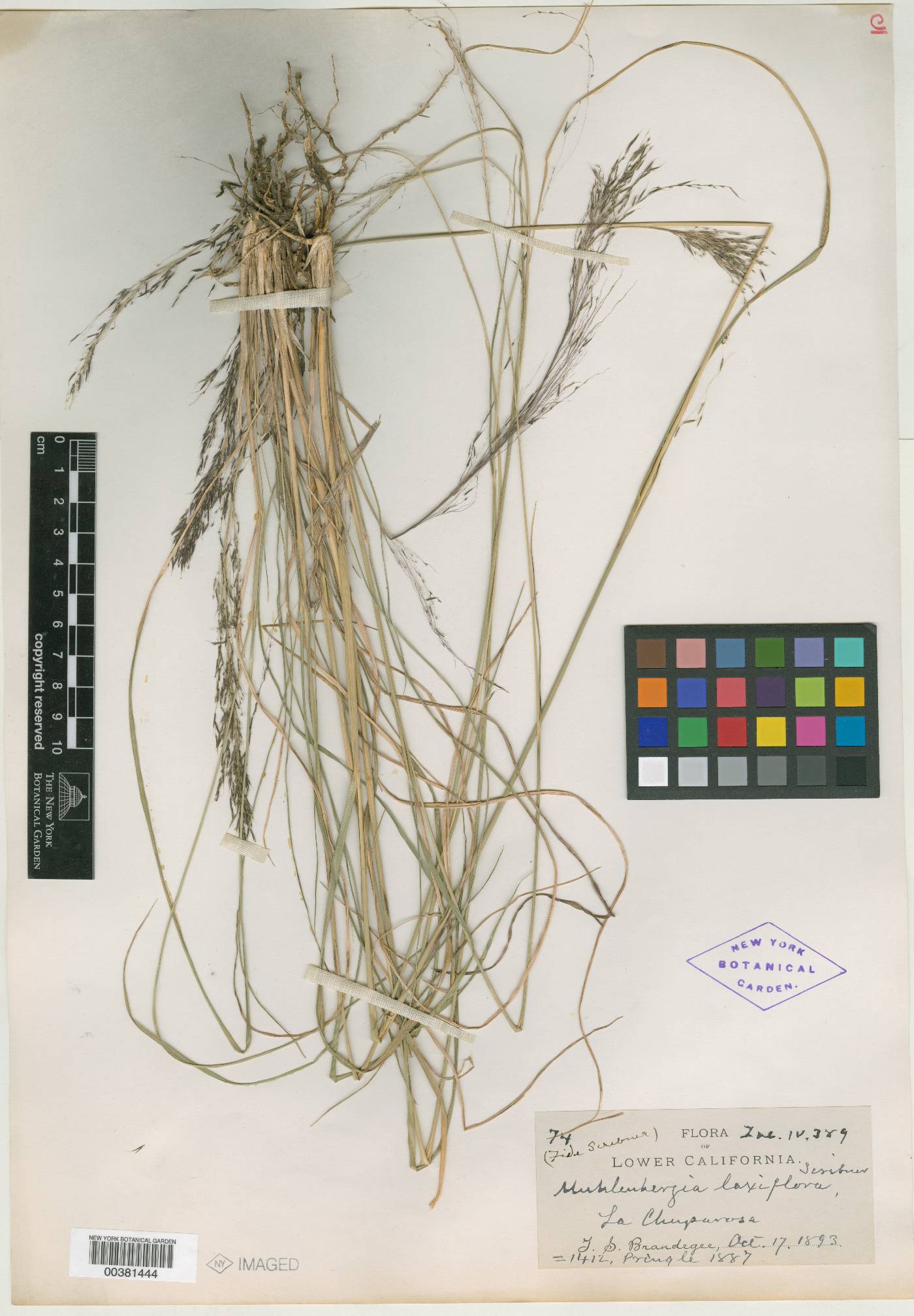 Muhlenbergia mucronata image