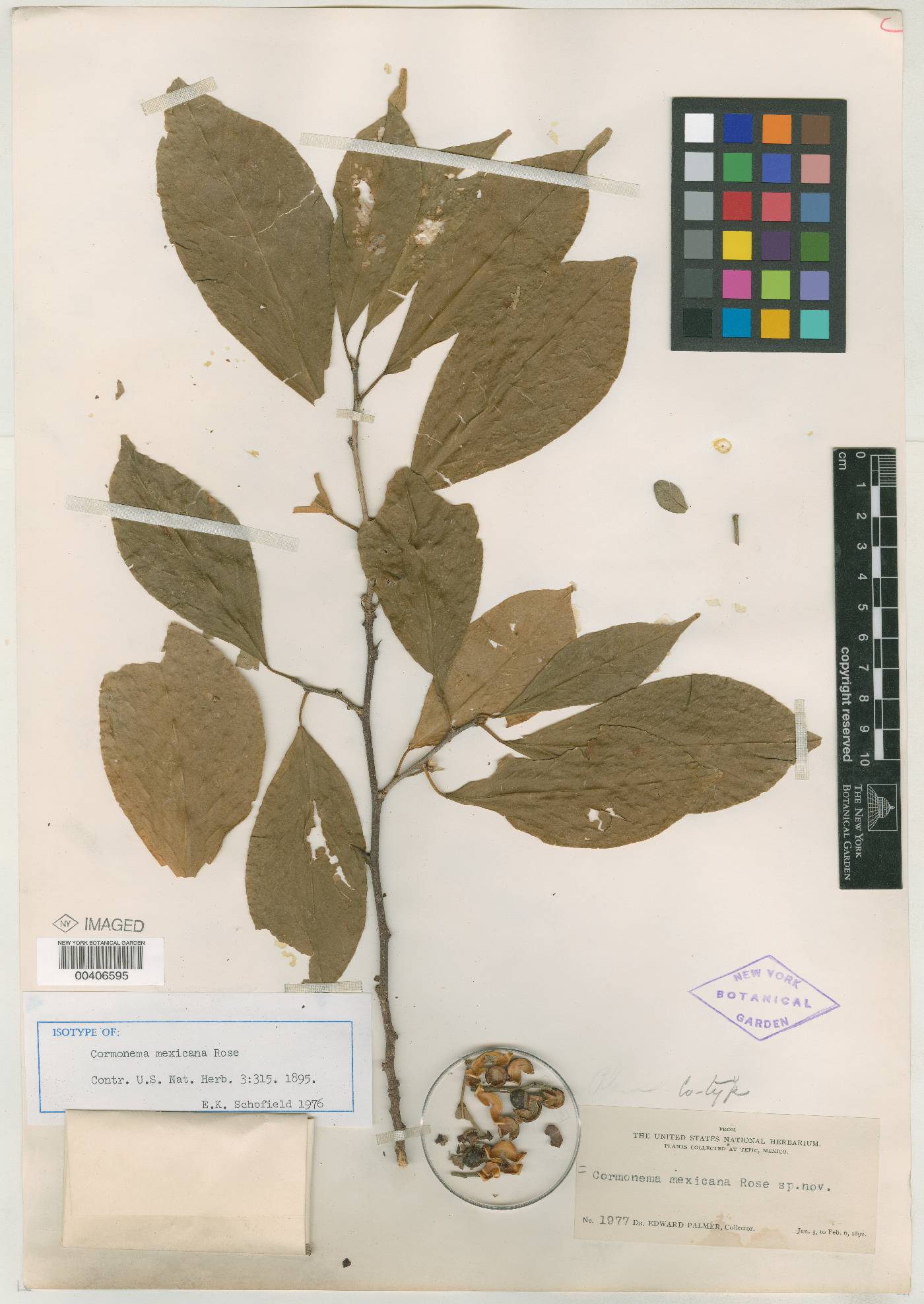 Colubrina spinosa subsp. mexicana image