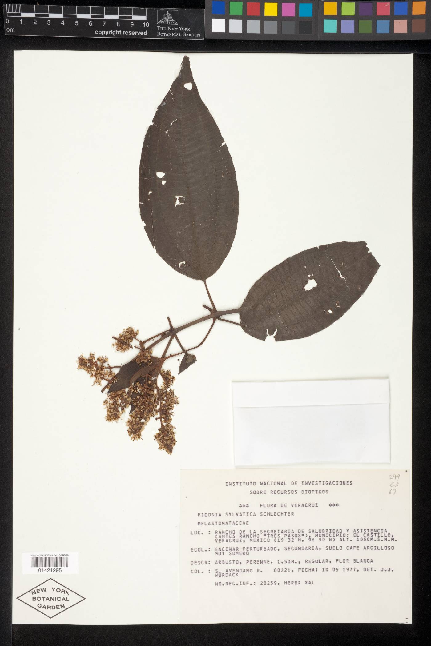 Miconia sylvatica image