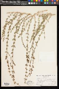 Keckiella rothrockii var. rothrockii image