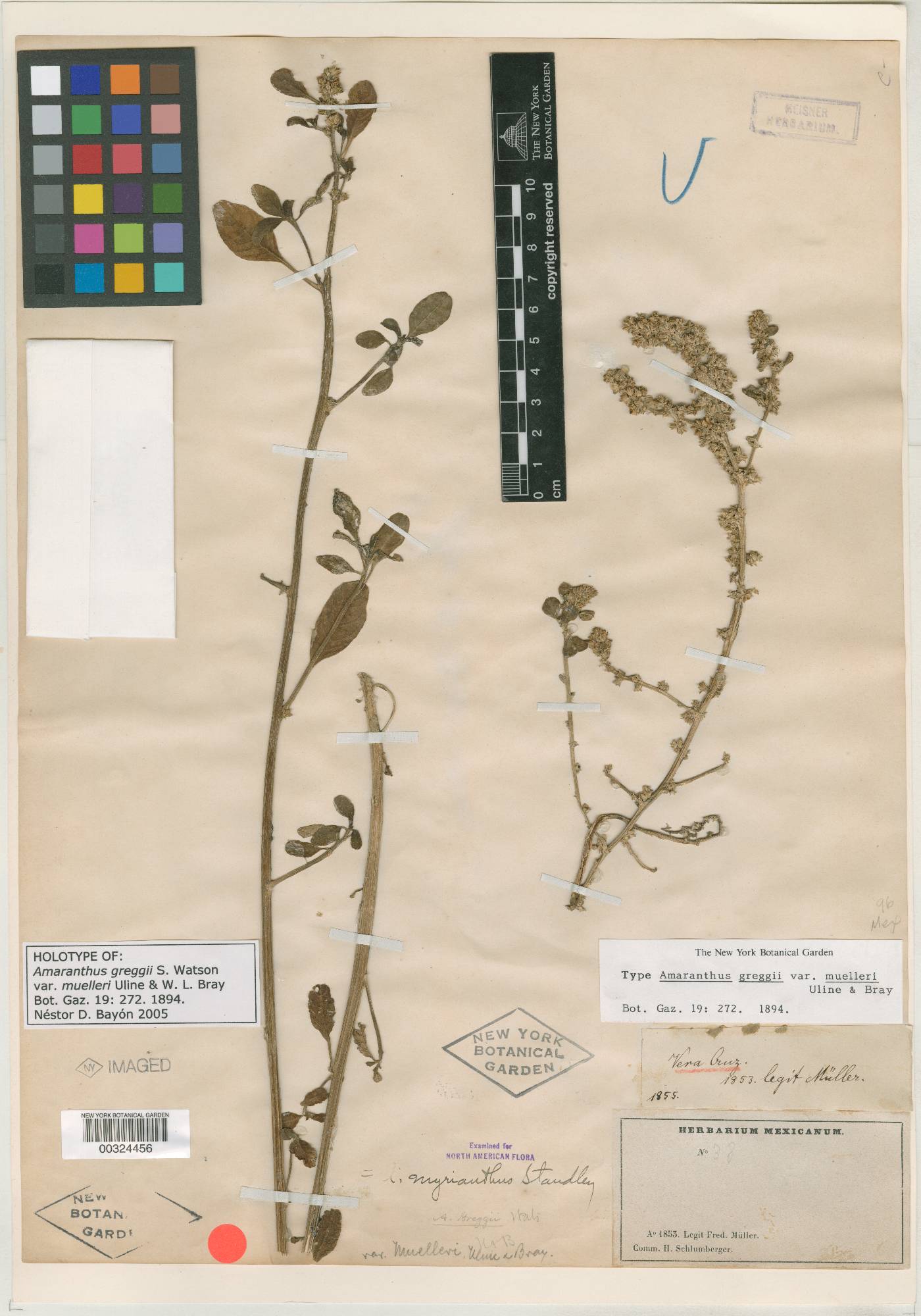 Amaranthus greggii image