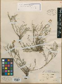 Astragalus misellus image